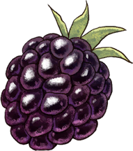 Bush Strawberry