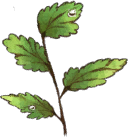 Moisture Grass