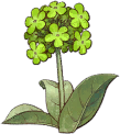 Green Flower
