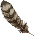 Griffon Feather