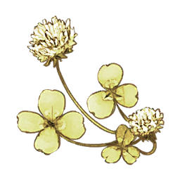 Lucky Clover
